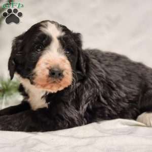 Pepper, Bernedoodle Puppy